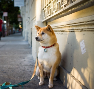 Dog On Street - Obrázkek zdarma pro 2048x2048