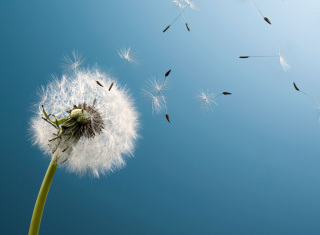 Wind Flower Dandelion - Obrázkek zdarma 