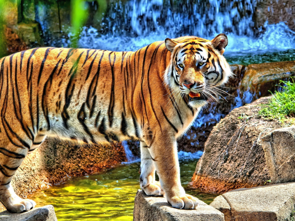 Fondo de pantalla Tiger Near Waterfall 1024x768