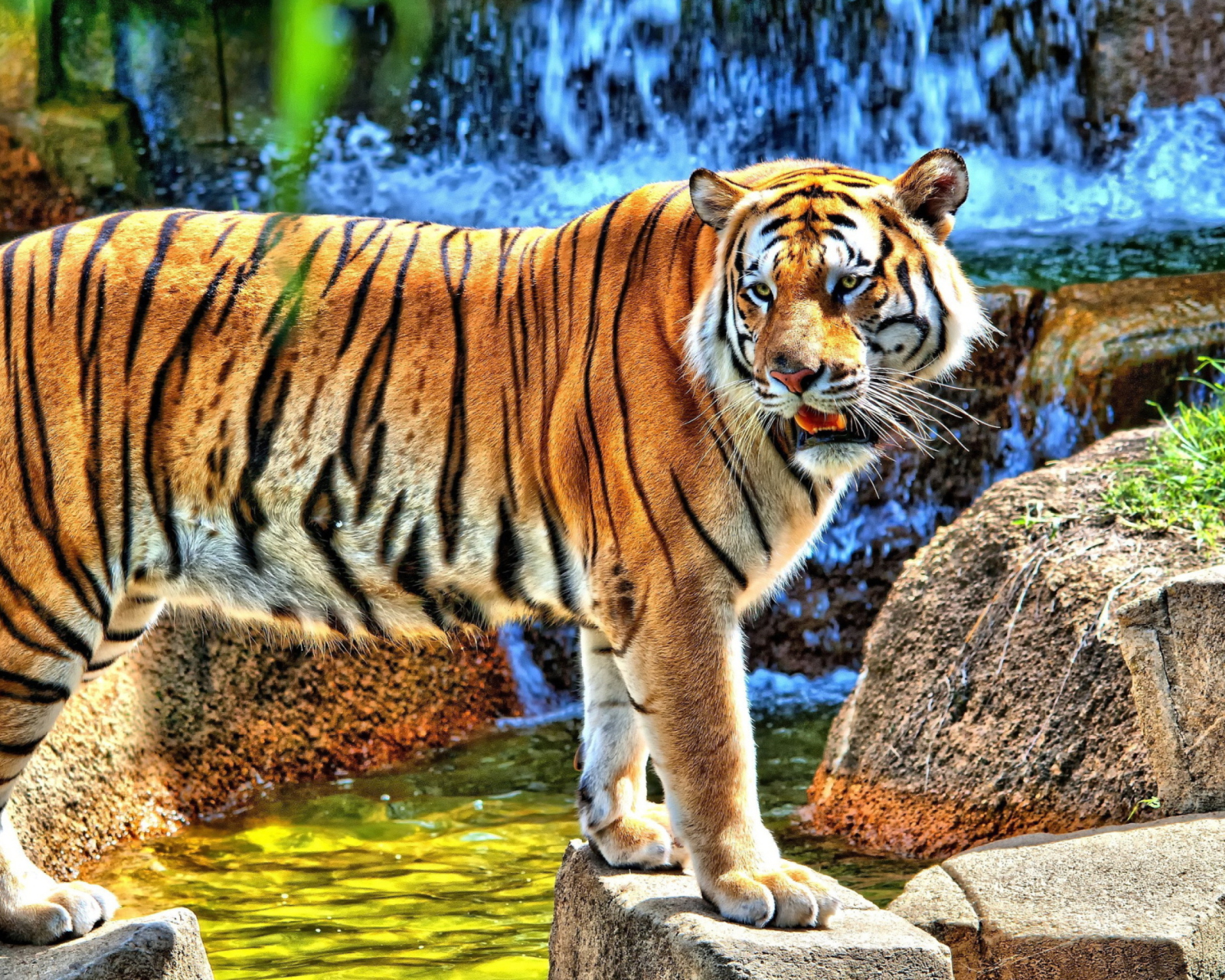 Das Tiger Near Waterfall Wallpaper 1600x1280