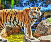 Screenshot №1 pro téma Tiger Near Waterfall 176x144