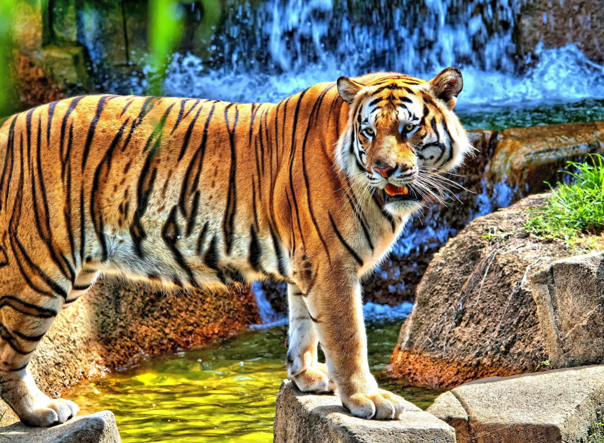 Обои Tiger Near Waterfall 1920x1408
