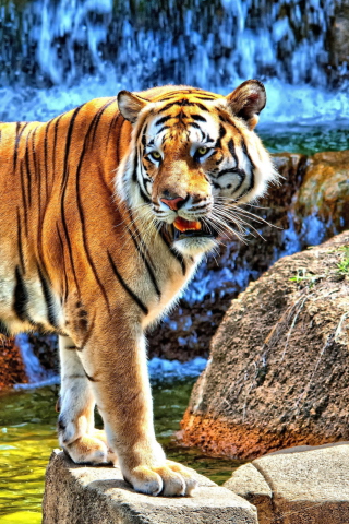 Fondo de pantalla Tiger Near Waterfall 320x480