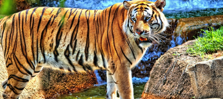 Screenshot №1 pro téma Tiger Near Waterfall 720x320