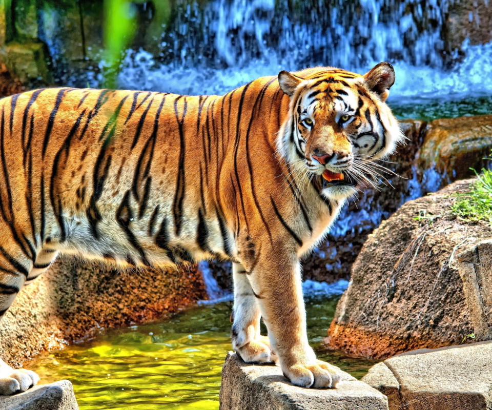Fondo de pantalla Tiger Near Waterfall 960x800