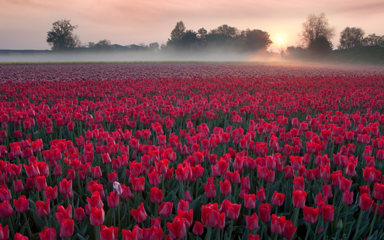 Обои Red Tulip Field 1280x800