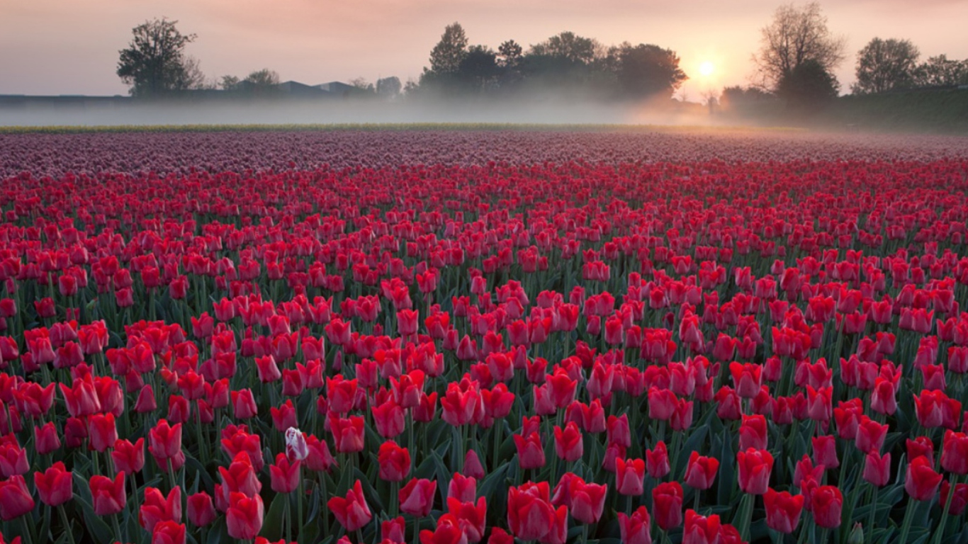 Das Red Tulip Field Wallpaper 1366x768
