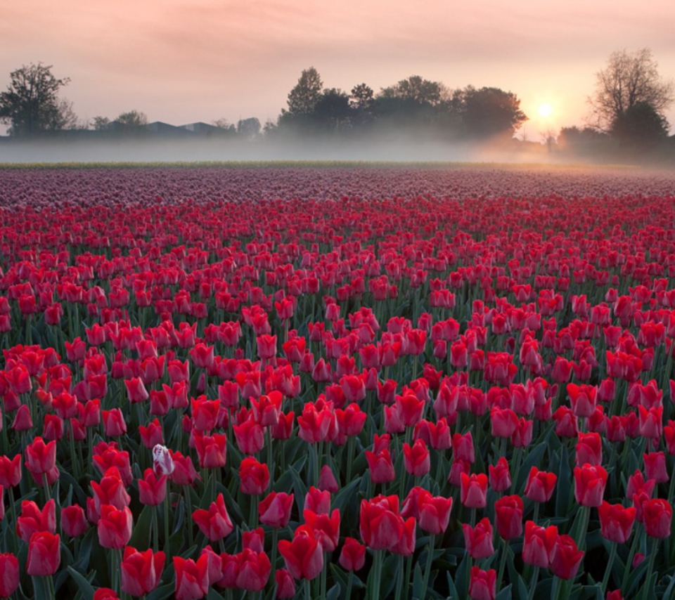 Red Tulip Field wallpaper 960x854
