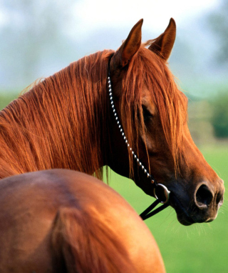 Horse - Obrázkek zdarma pro 240x400