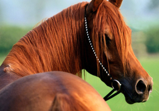 Horse Picture for Android, iPhone and iPad