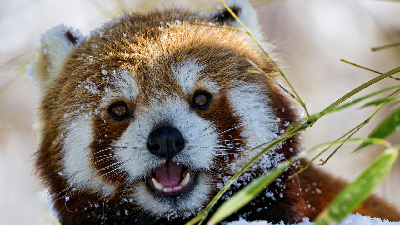 Red Panda wallpaper 1280x720