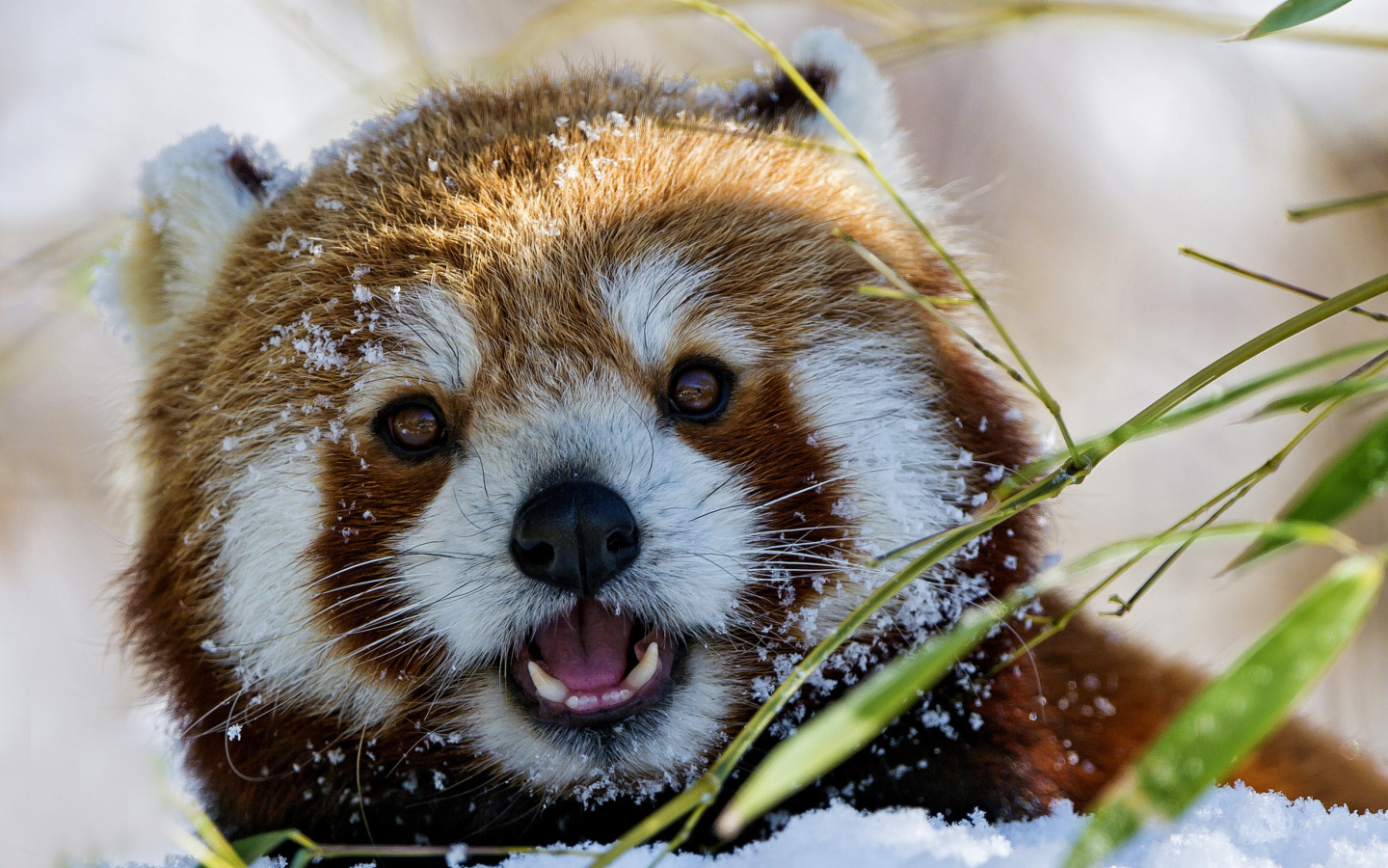 Fondo de pantalla Red Panda 1440x900