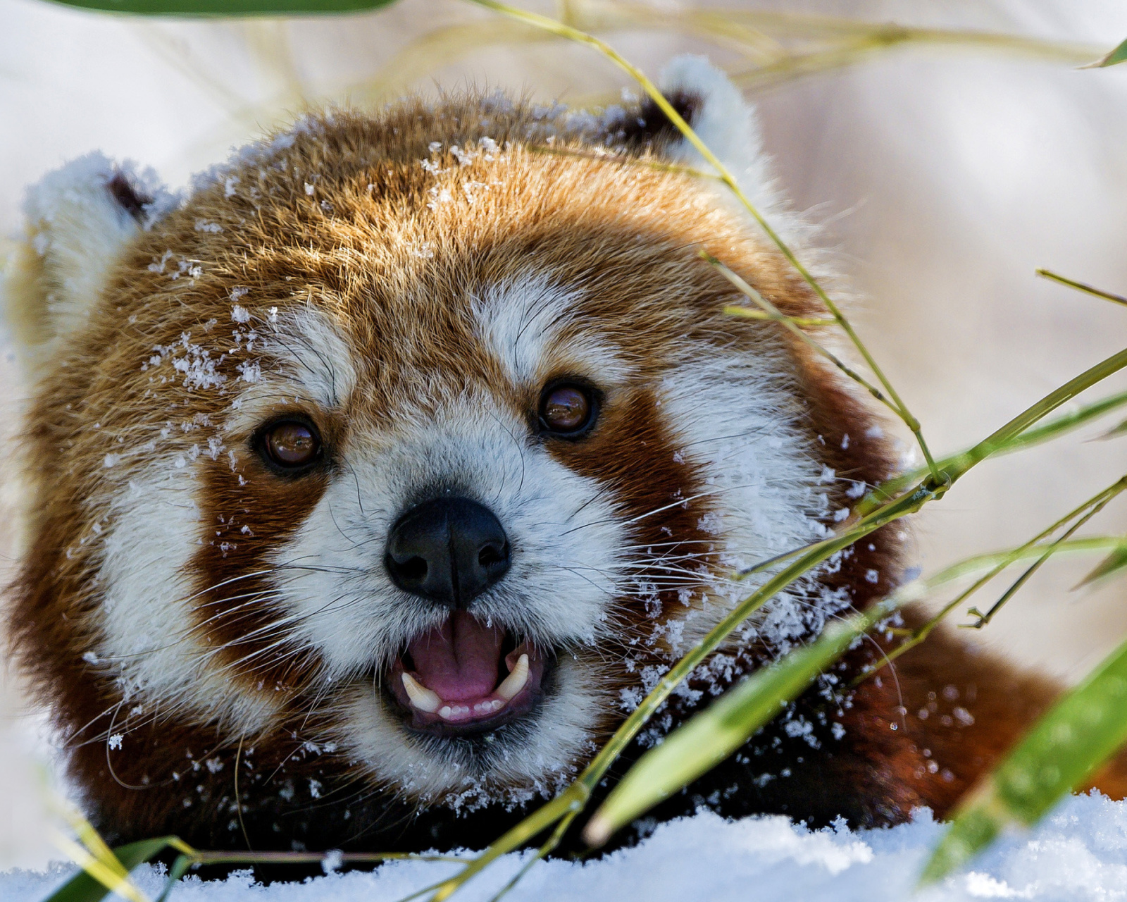 Fondo de pantalla Red Panda 1600x1280