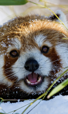 Red Panda wallpaper 240x400