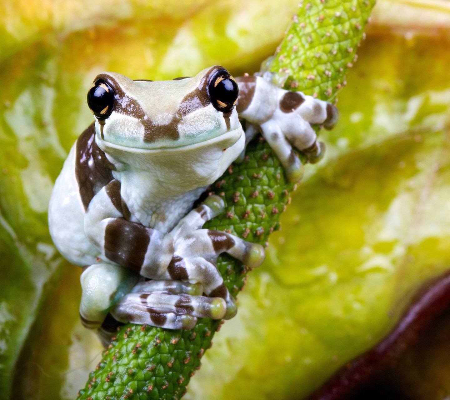 Cute Small Frog wallpaper 1440x1280