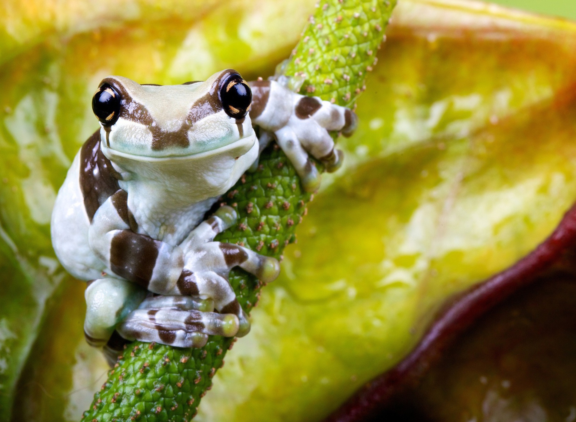 Cute Small Frog wallpaper 1920x1408