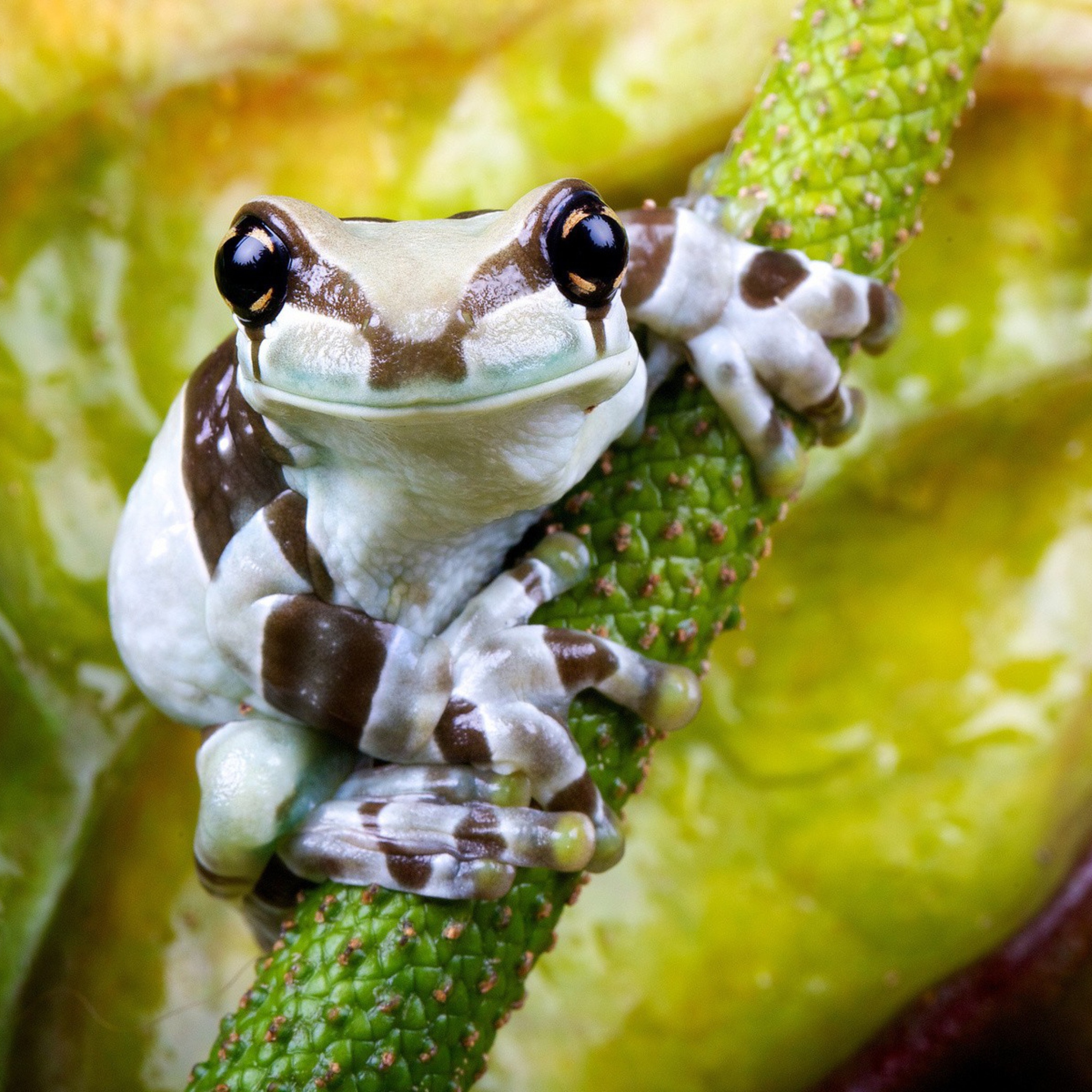 Fondo de pantalla Cute Small Frog 2048x2048