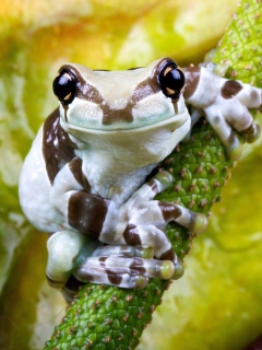 Das Cute Small Frog Wallpaper 240x320