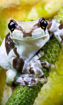 Das Cute Small Frog Wallpaper 240x400