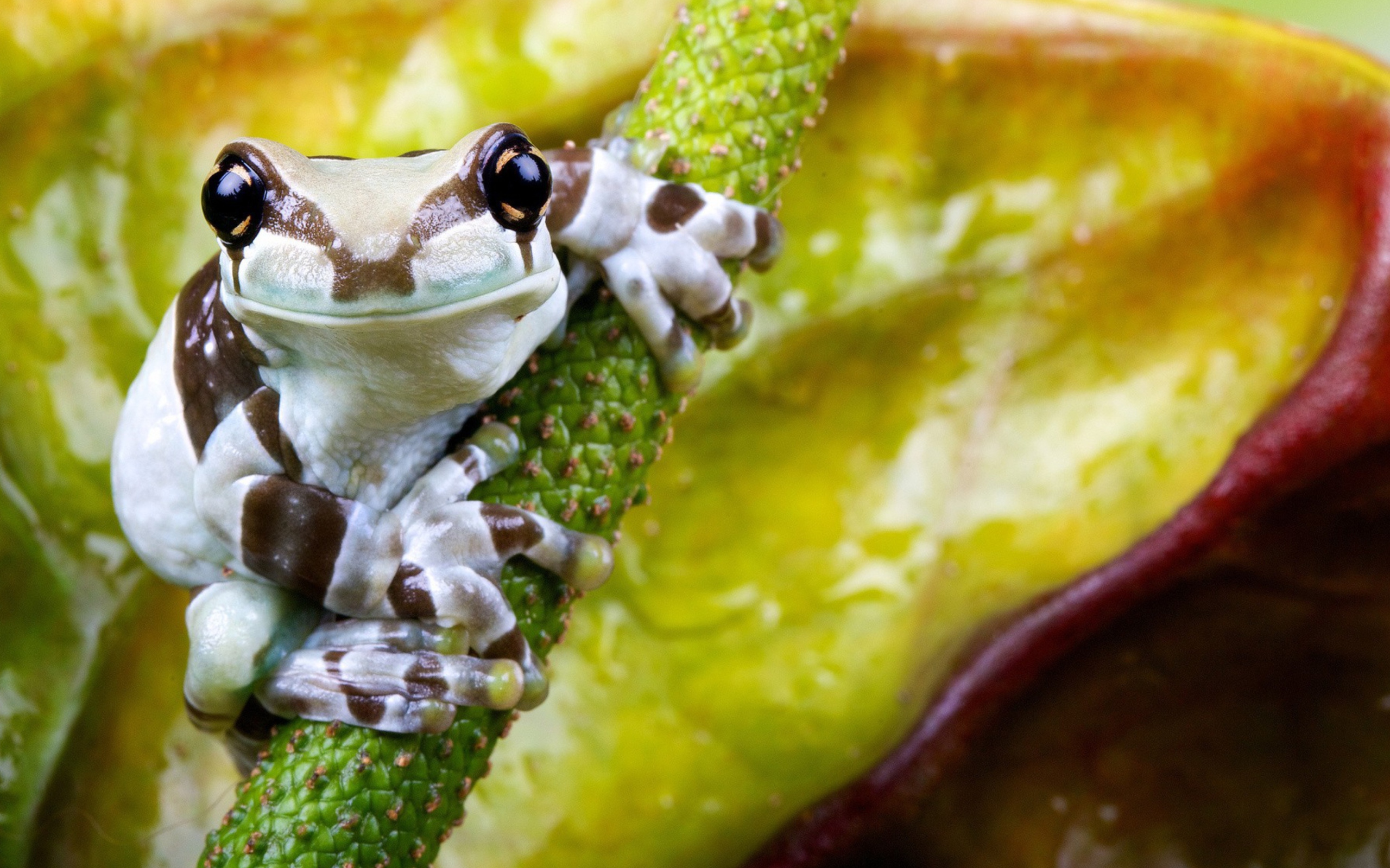 Cute Small Frog wallpaper 2560x1600