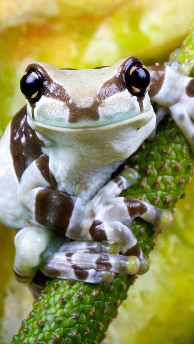 Das Cute Small Frog Wallpaper 640x1136
