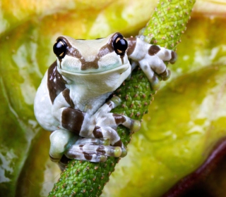 Cute Small Frog - Obrázkek zdarma pro iPad mini