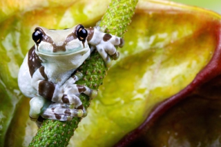 Cute Small Frog sfondi gratuiti per cellulari Android, iPhone, iPad e desktop