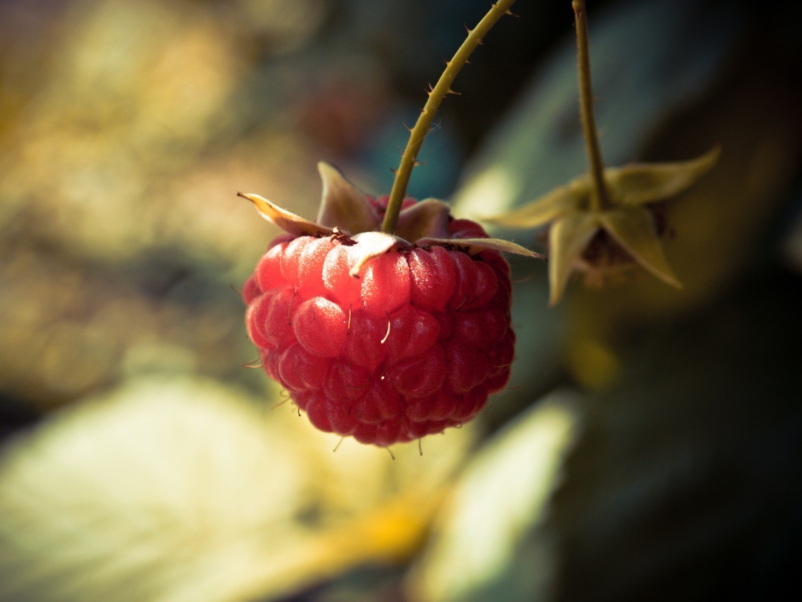 Sfondi Raspberry Macro 1152x864