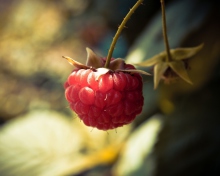 Fondo de pantalla Raspberry Macro 220x176