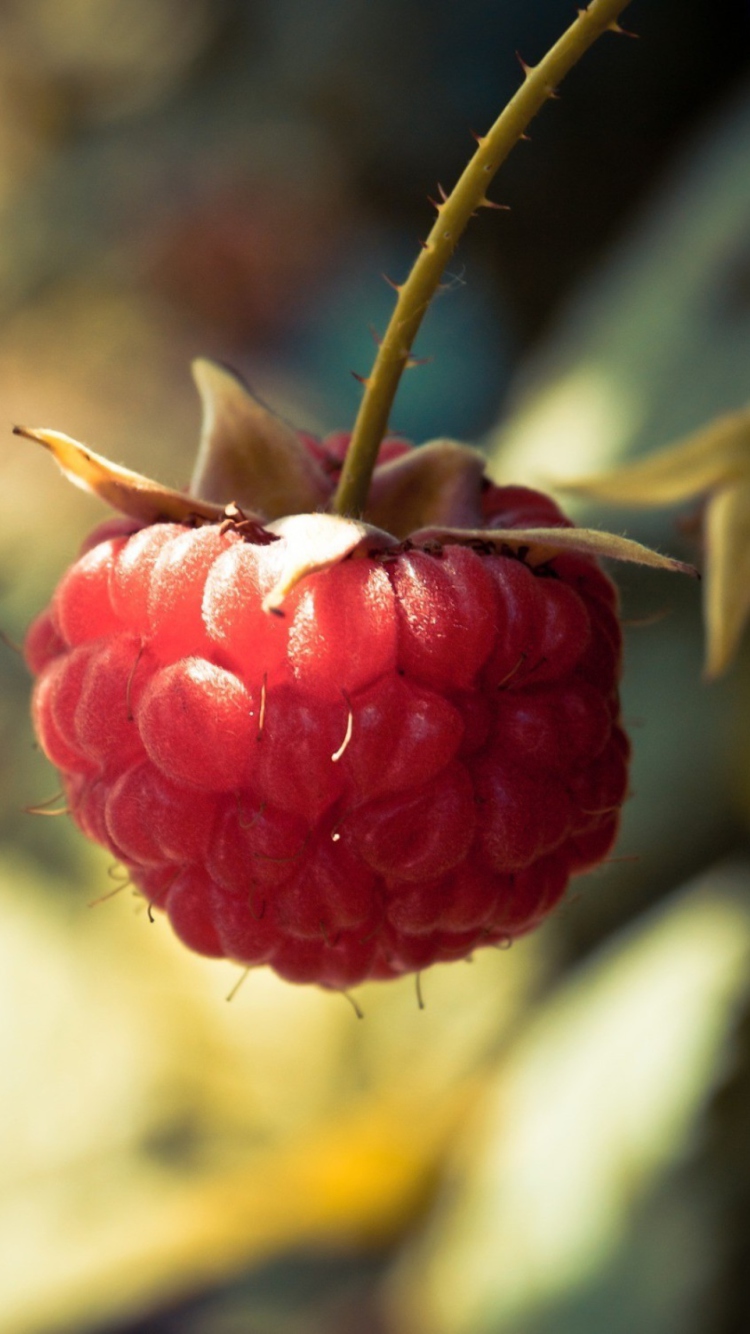 Raspberry Macro wallpaper 750x1334