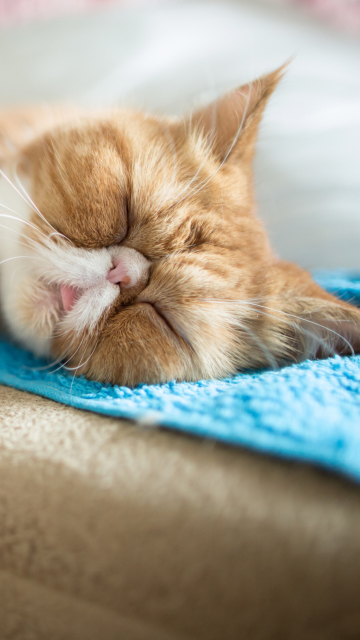 Das Sleepy Ginger Kitty Wallpaper 360x640