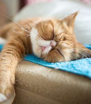 Sleepy Ginger Kitty - Obrázkek zdarma pro Nokia X1-01