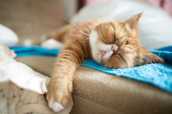 Fondo de pantalla Sleepy Ginger Kitty