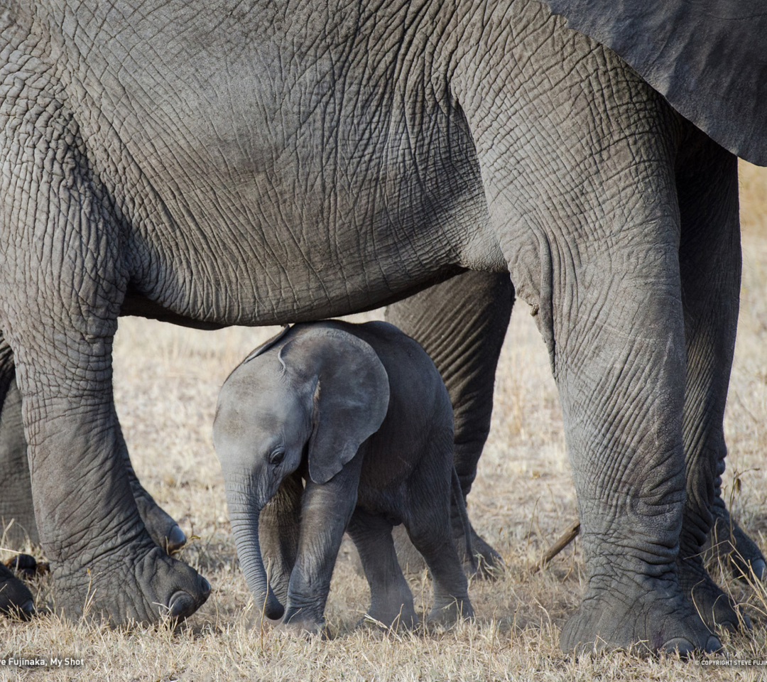 Обои Baby Elephant 1080x960