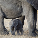 Fondo de pantalla Baby Elephant 128x128