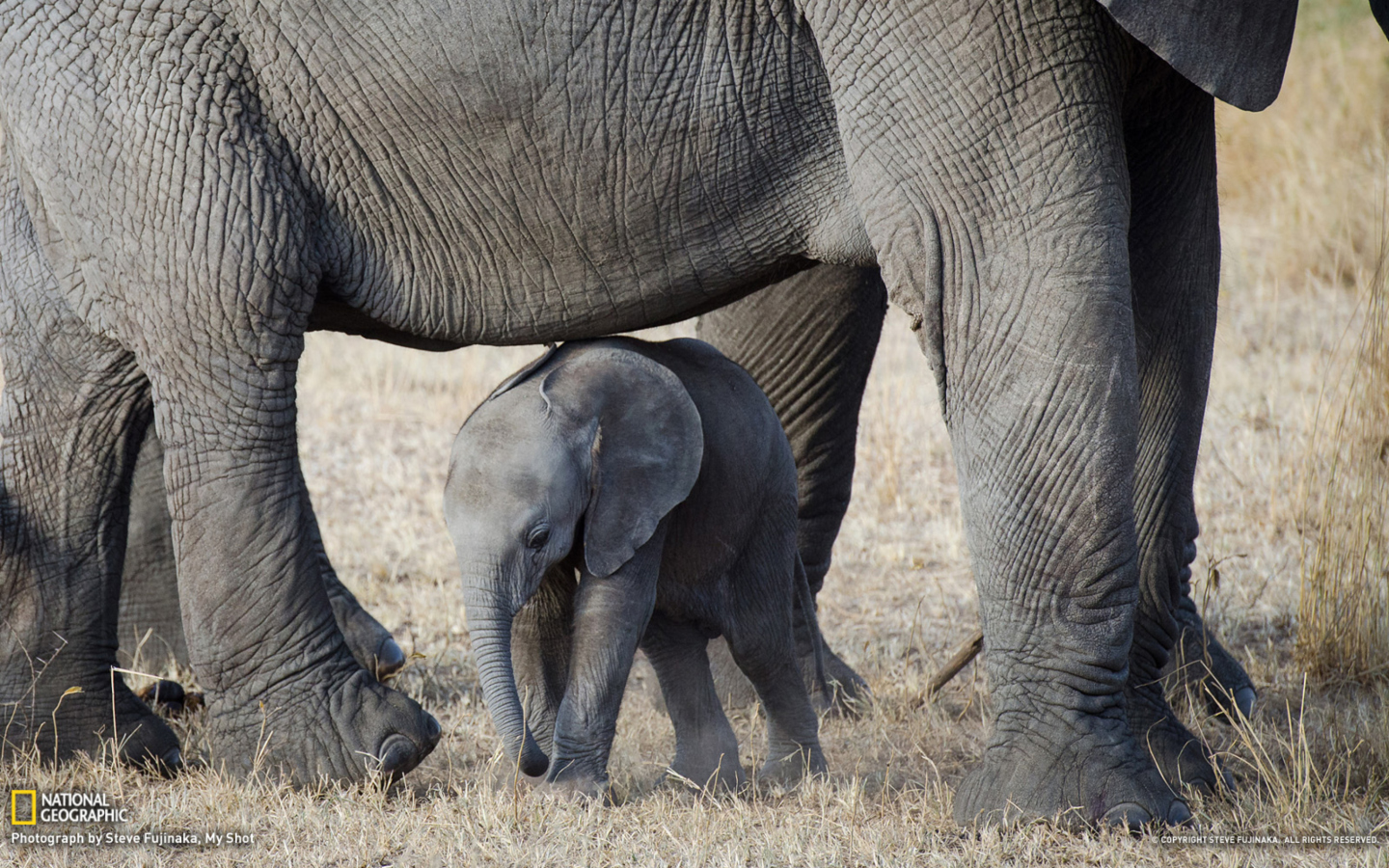 Fondo de pantalla Baby Elephant 1440x900