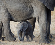 Fondo de pantalla Baby Elephant 176x144