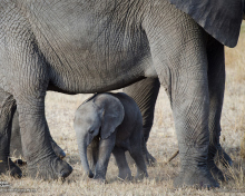 Baby Elephant screenshot #1 220x176