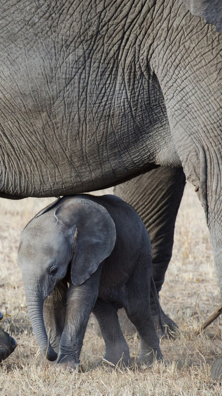 Sfondi Baby Elephant 750x1334