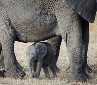 Baby Elephant - Obrázkek zdarma pro 1024x1024