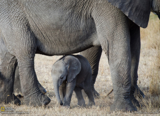 Baby Elephant - Obrázkek zdarma pro Android 480x800