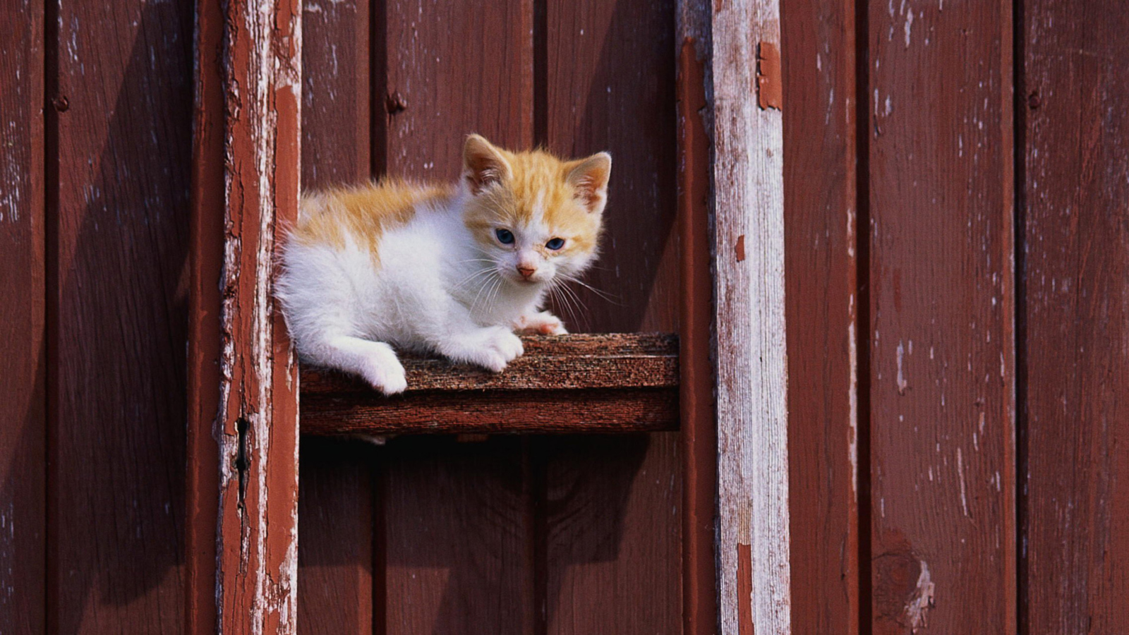 Fondo de pantalla Gold And White Kitten 1600x900