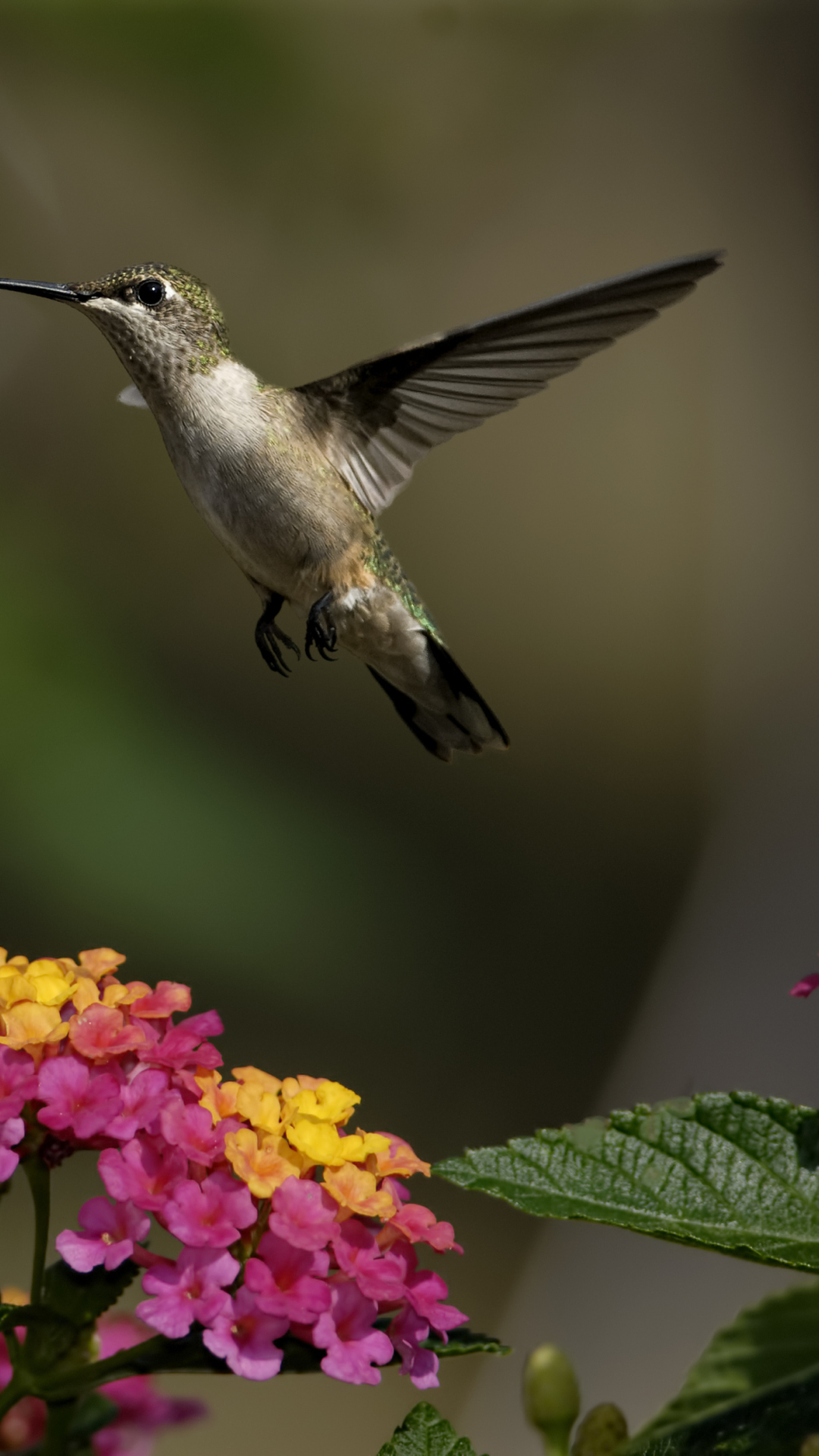 Обои Hummingbird And Colorful Flowers 1080x1920