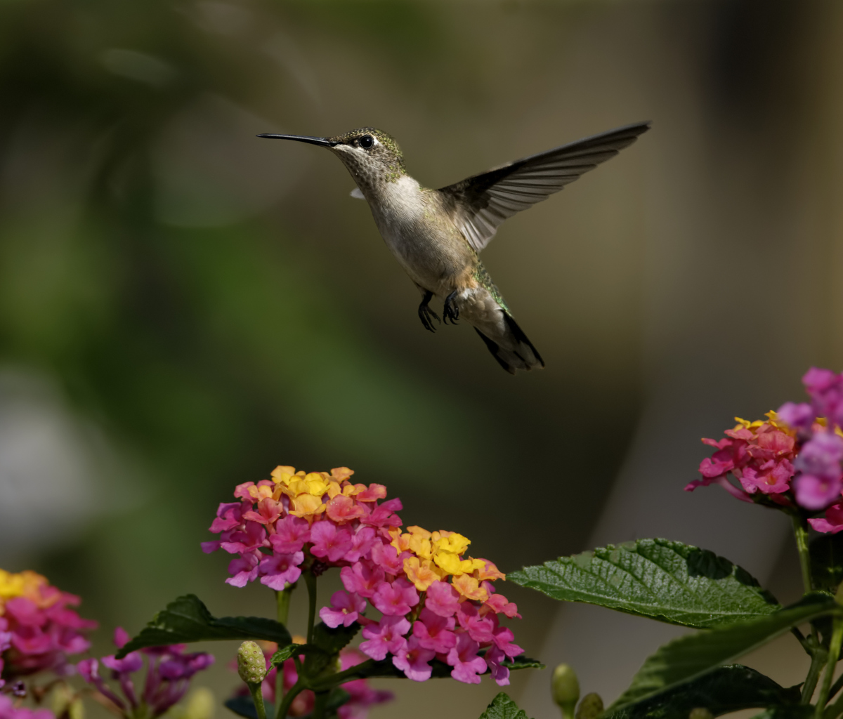 Fondo de pantalla Hummingbird And Colorful Flowers 1200x1024