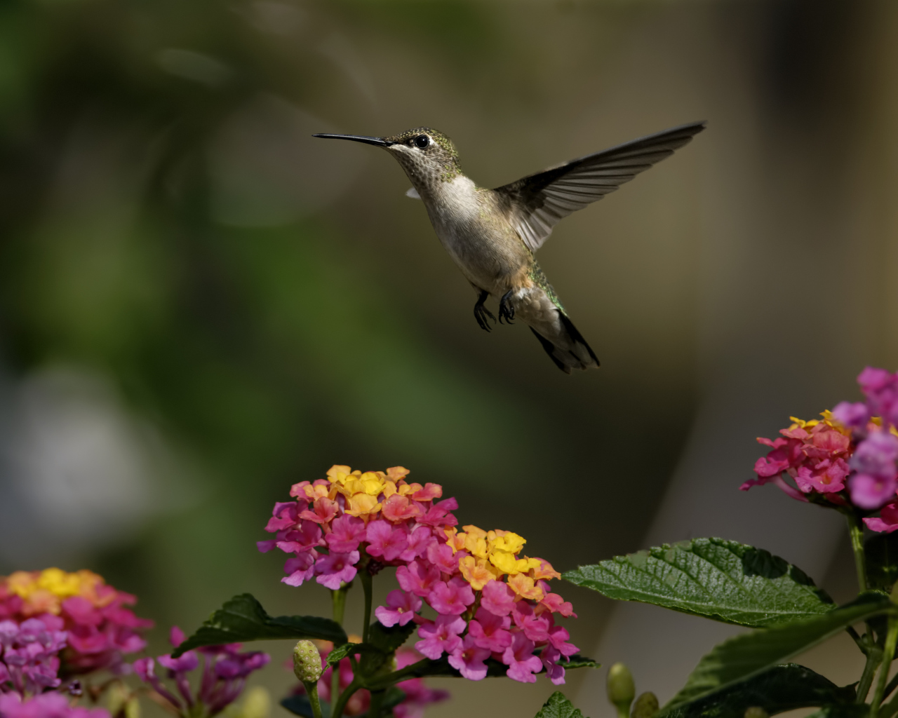 Sfondi Hummingbird And Colorful Flowers 1280x1024