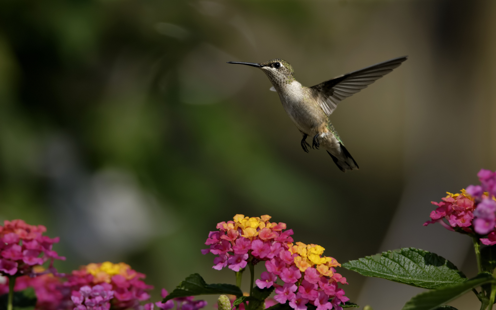 Screenshot №1 pro téma Hummingbird And Colorful Flowers 1680x1050