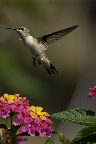 Fondo de pantalla Hummingbird And Colorful Flowers 320x480