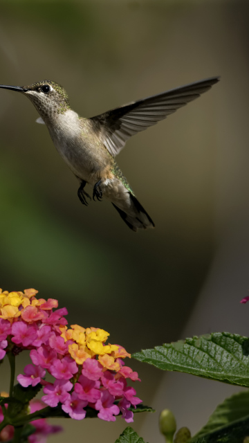 Das Hummingbird And Colorful Flowers Wallpaper 360x640