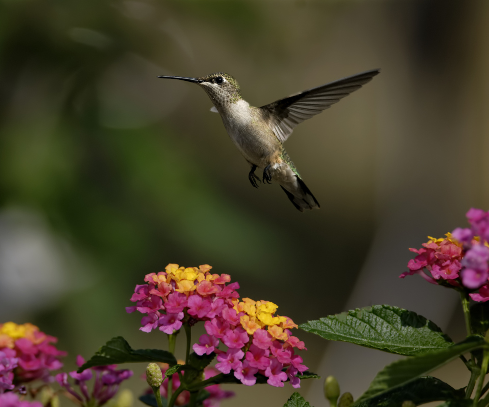 Screenshot №1 pro téma Hummingbird And Colorful Flowers 960x800