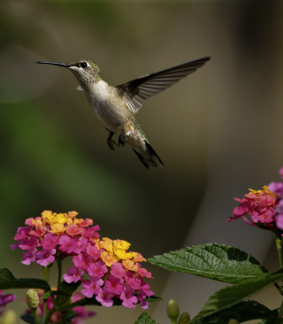 Hummingbird And Colorful Flowers papel de parede para celular para iPhone 3G